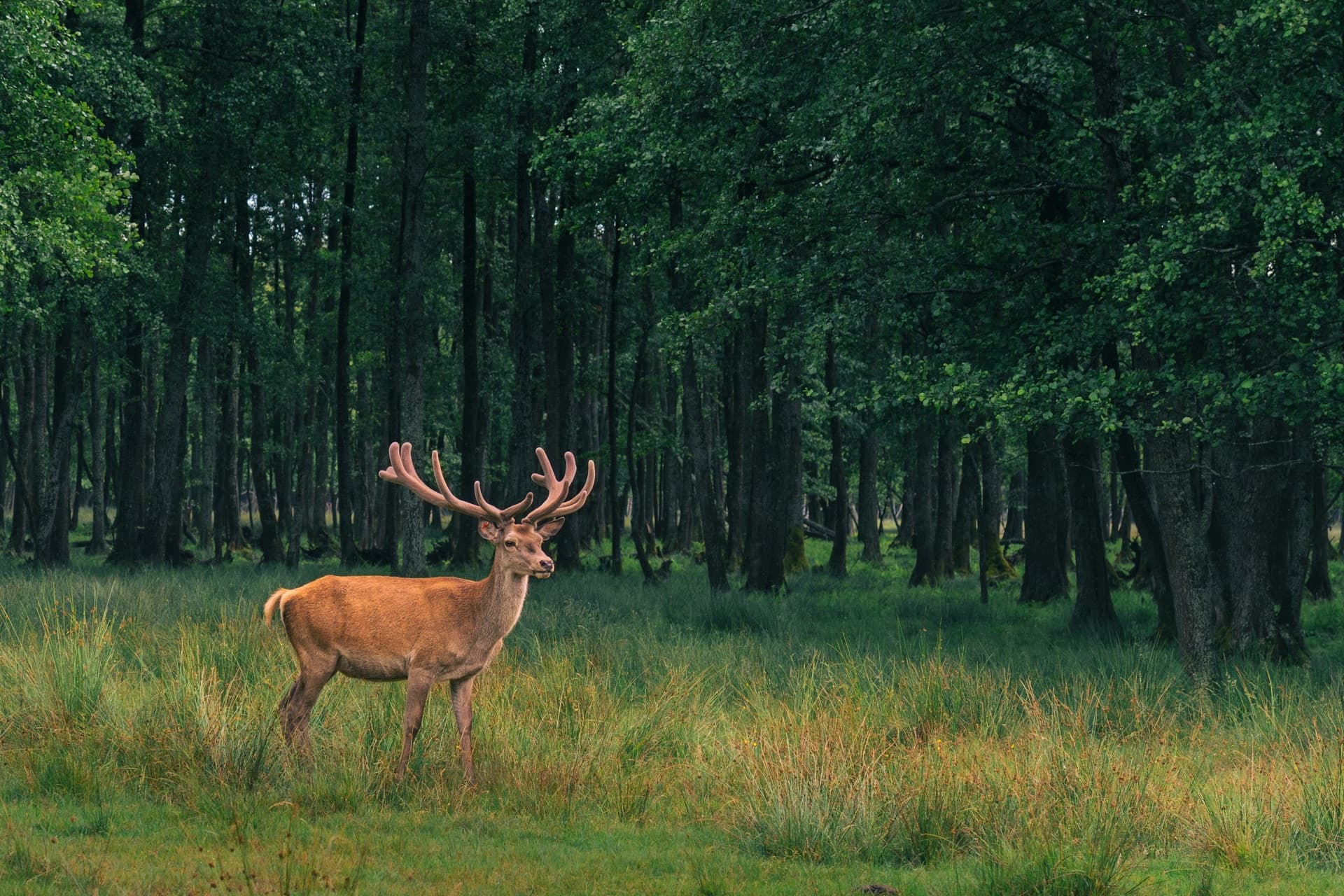Elk & Pine Property